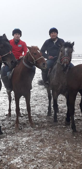 Ат сатылады 4жасар