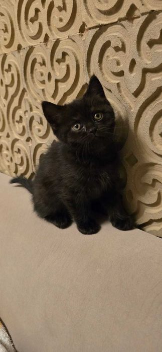 Продаю британских котят.