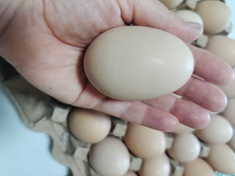 Продам курей несушек породы  Сони