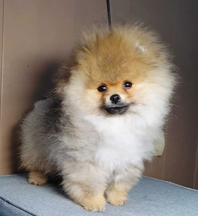 Померан мини  момче