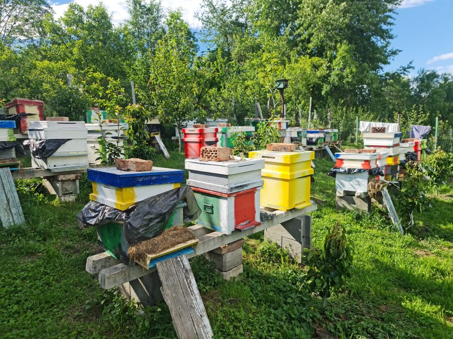 Vand familii de albine cluj napoca