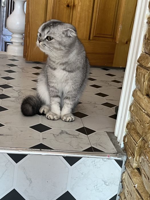 Продаются Породистая кошка