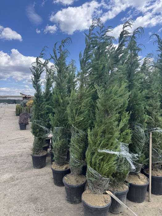 Leylandi frumosi la ghiveci