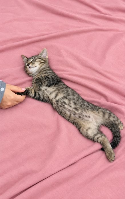 Котик Лео мальчик