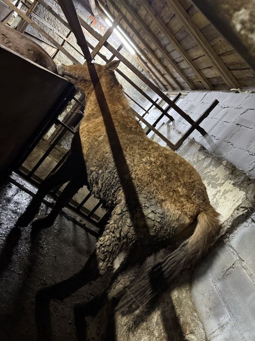 Тай с откорма ..