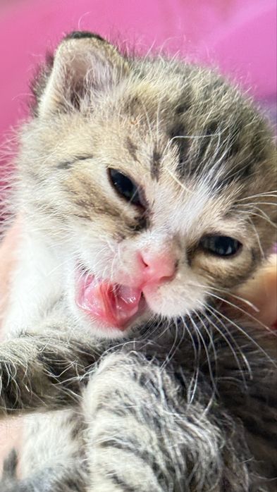 Отдам котят пол месяца
