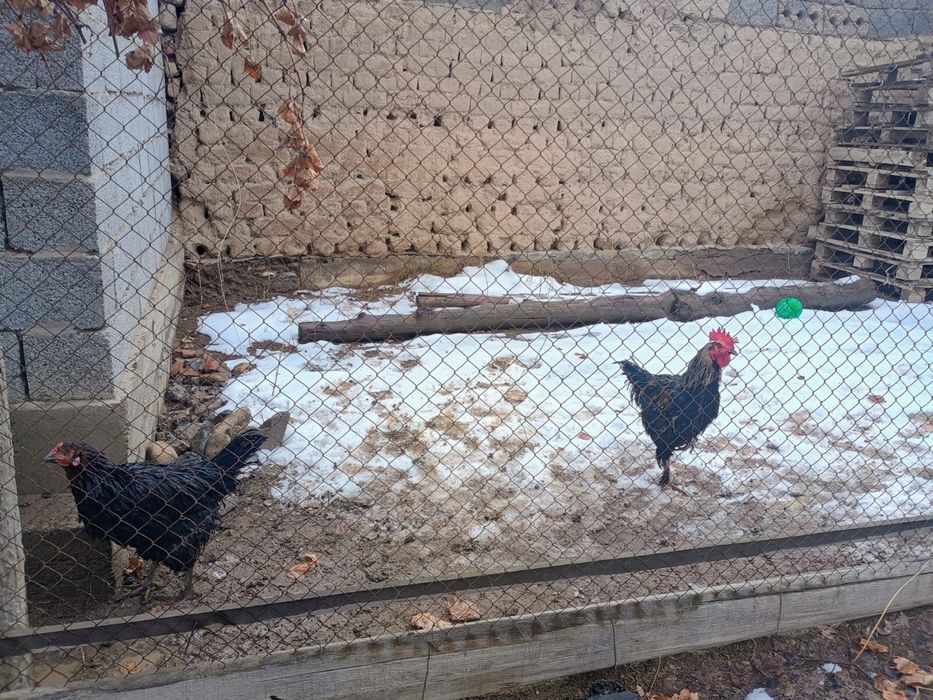 3 штук 2 мекен 1 қораз