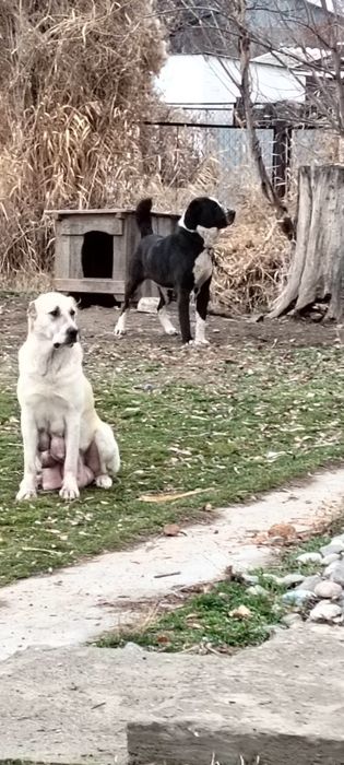 Собака САО мальчик