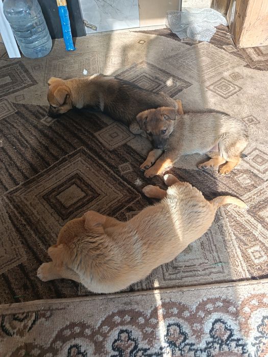 Отдам даром щенят