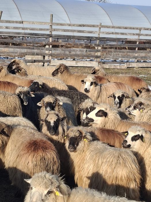 Vand 52 de oi cu miei