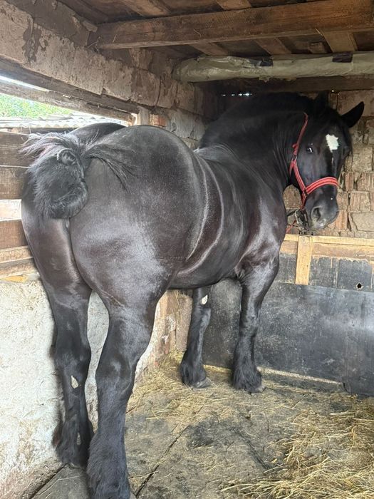 Vând iapa,Coca-Cola 6 ani,garantata la tras,1100 kg,1,72 înălțime greabăn mai multe detalii la tel 0758584638