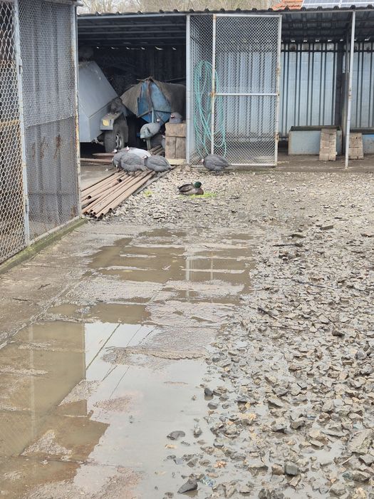 Токачки 1,2,3годишни