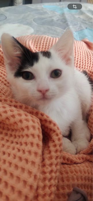 Пристраивается котенок.