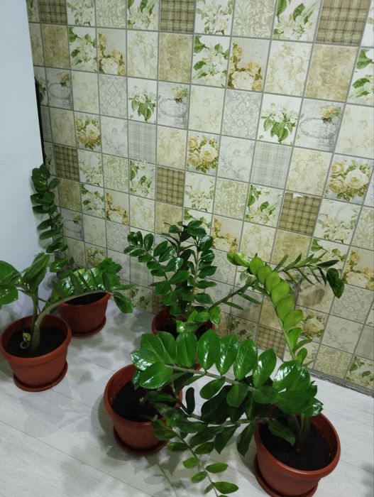 Продаётся цветы Доллар