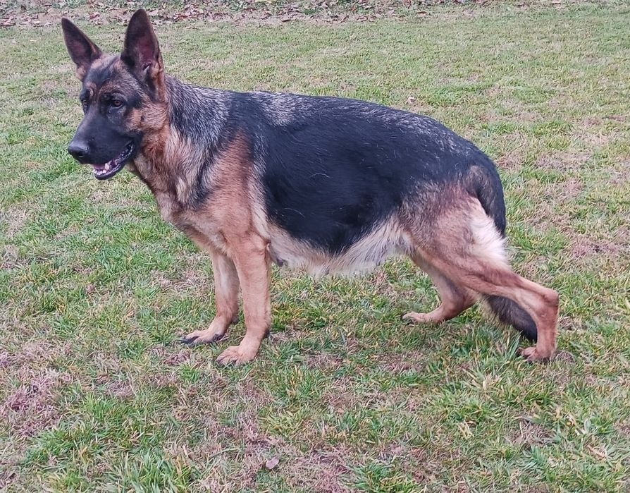 Малки немски овчарки