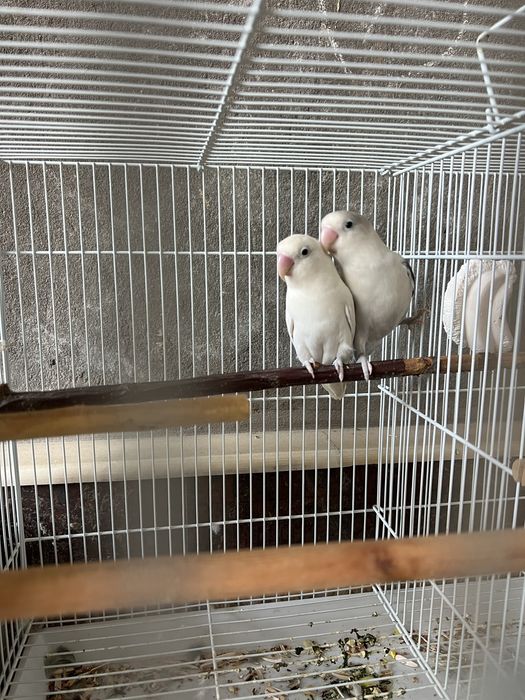 Para nerazluchnikla srochna sotiladi 5 tasi