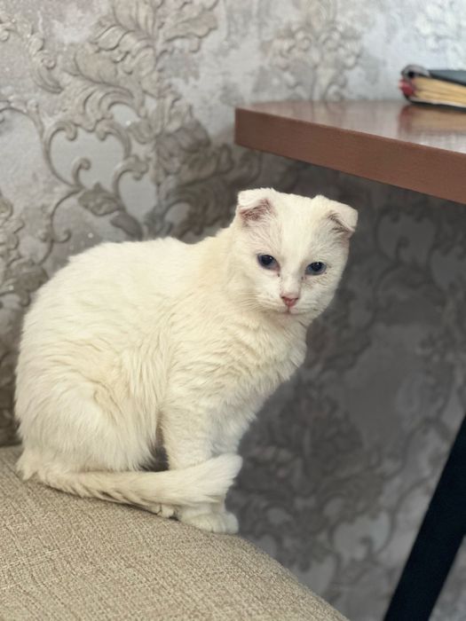 Белая кошечка в добрые руки