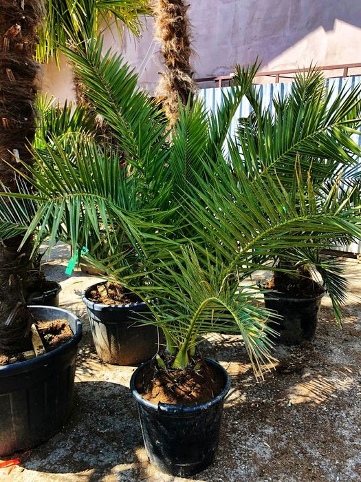 Palmier rezistent la - 20 grade C , Chamaerops, Humilis, Phoenix