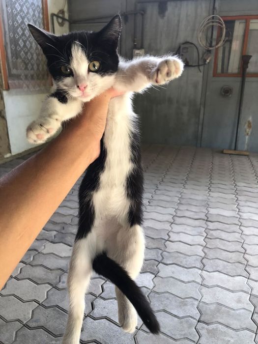 Отдам котенка в добрые руки