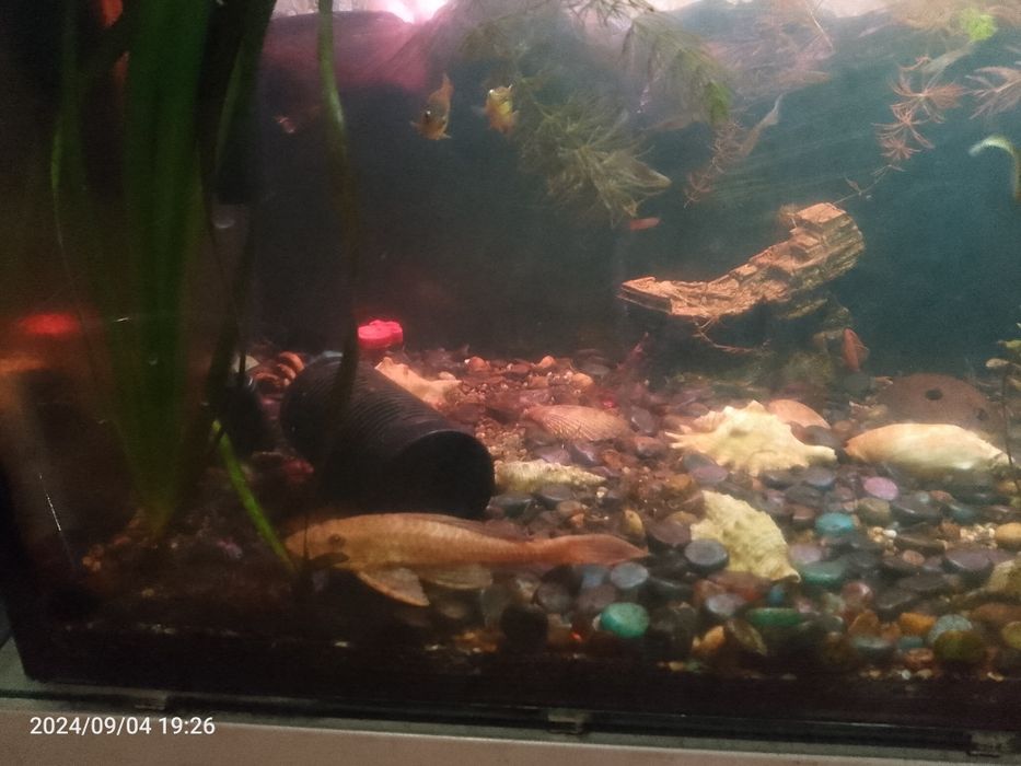 Продам аквариум с рыбками