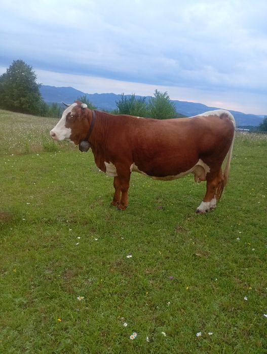 Vacă de vânzare cu vitea de 2 săptămâni
