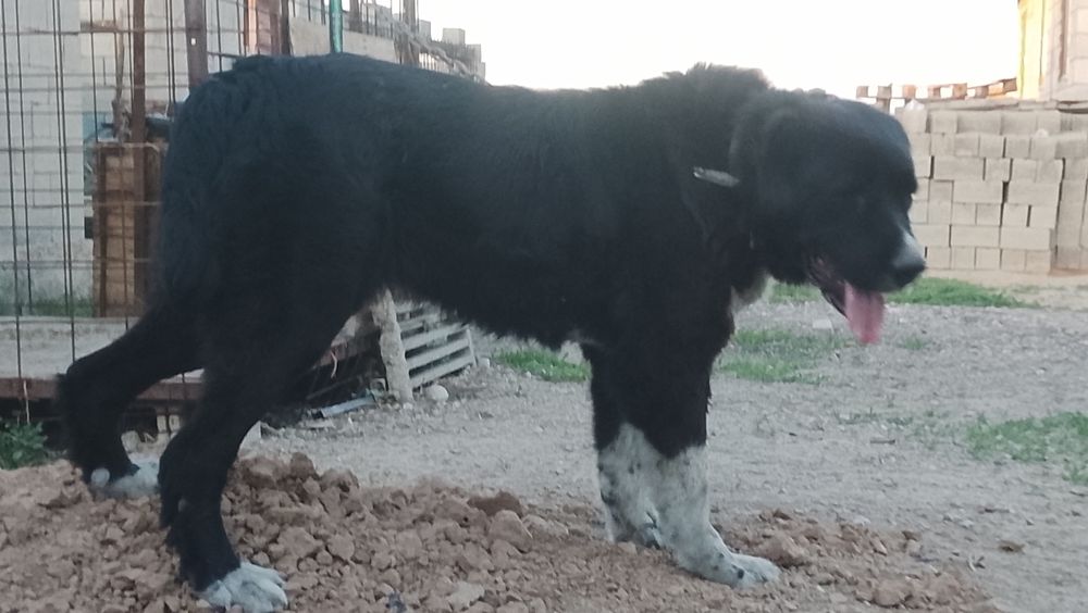 Сука Тобет 3 года очень крупная