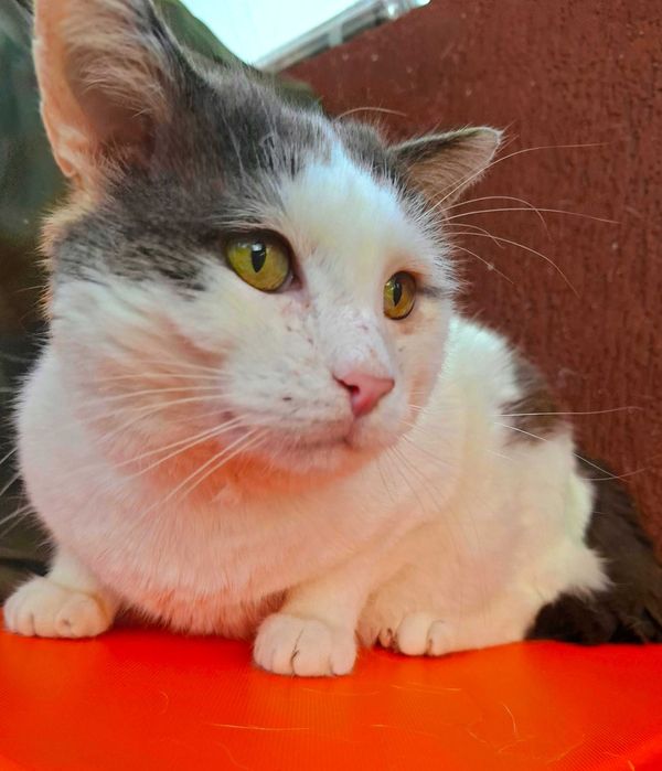 Adoptie motan alb castrat Martafoi, pt curte, se aduce in tara