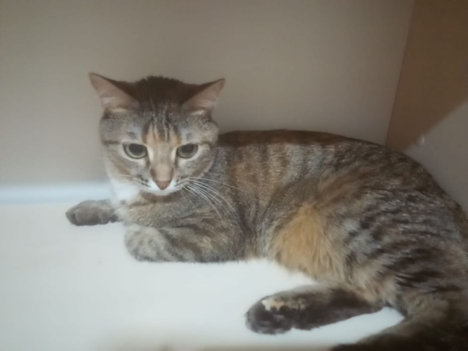 Котенок бесплатно город астана