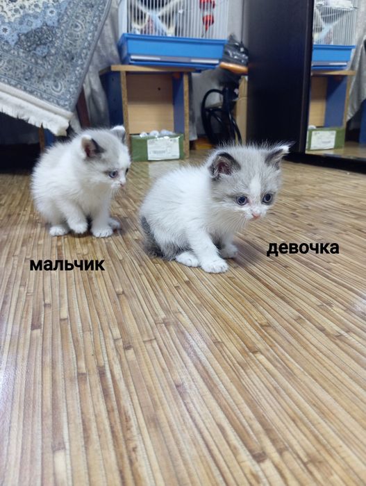 Котята в добрые руки