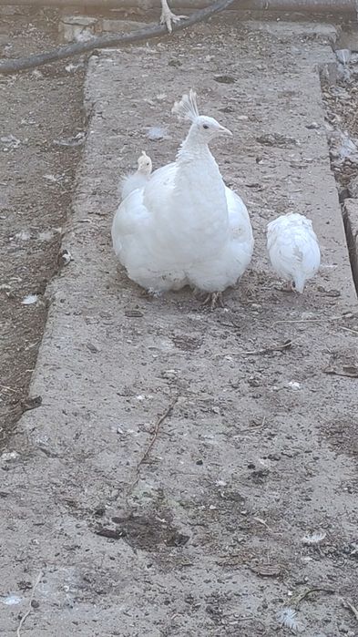 Продам белых  павлинят