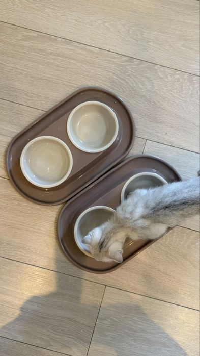 Котенок Вислоухий британец