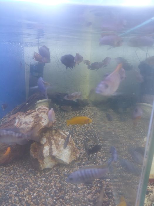 Продам малависких цихлид