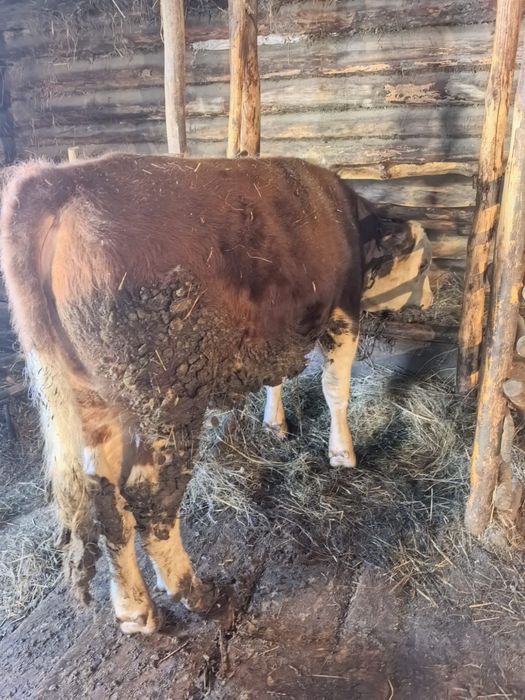 Бычок. Продам бычка.