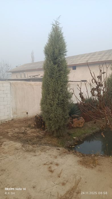 Arizoniniski keparis archa 7 yoshlik арезонский кепари арча 7 йошлик