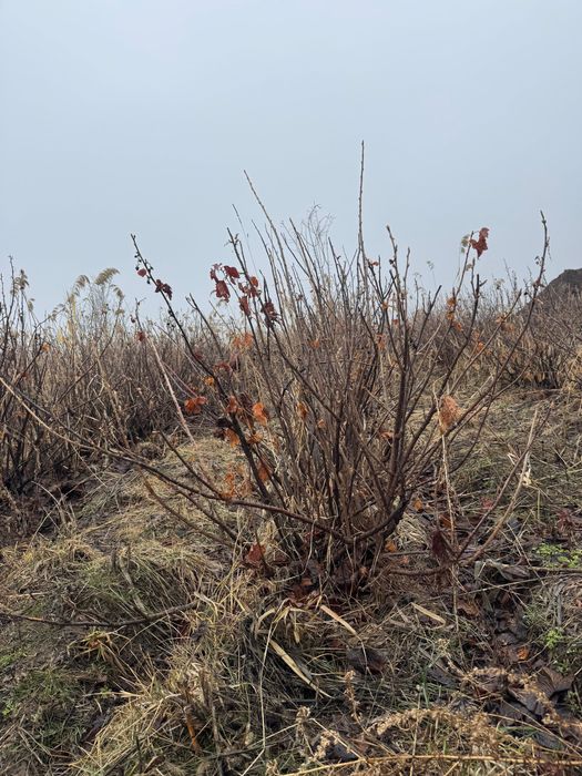 Малинк смородина Ежемалина