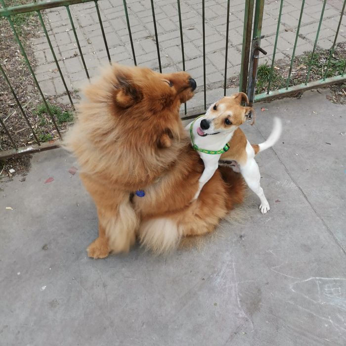 Подарява се Джак ръсел на 5 годинки ,обучен и не нанася щети ,добър