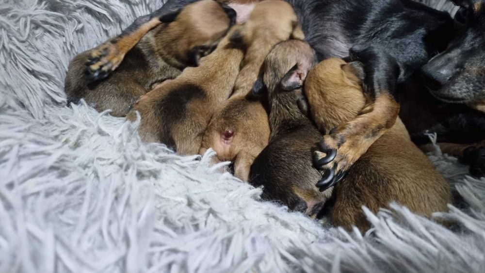 Русский той-терьер, резерв!