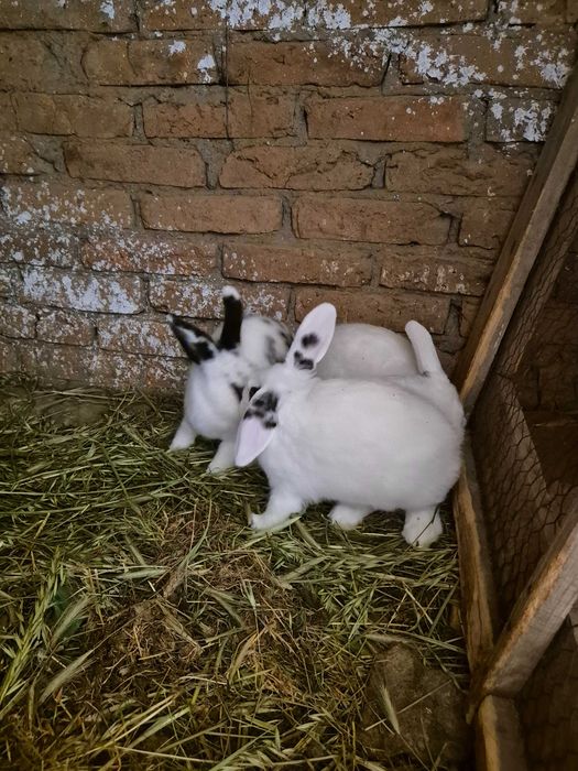 Iepuri de vanzare