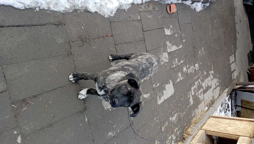 Шенок в добрые заботливые руки