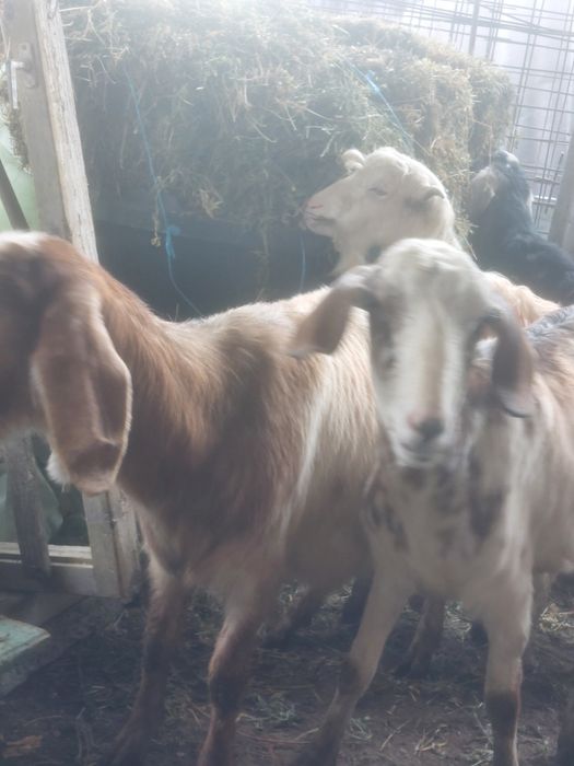 Capre anglo nubiene metis