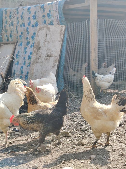 Продам яйца домашних кур инкубационные