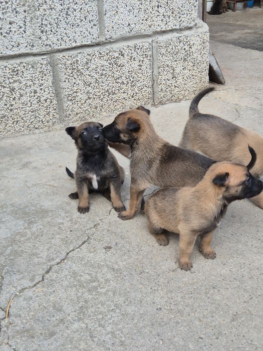 Белгийска овчарка Малиона