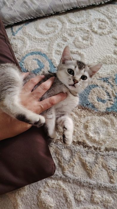 Продам котенка британец