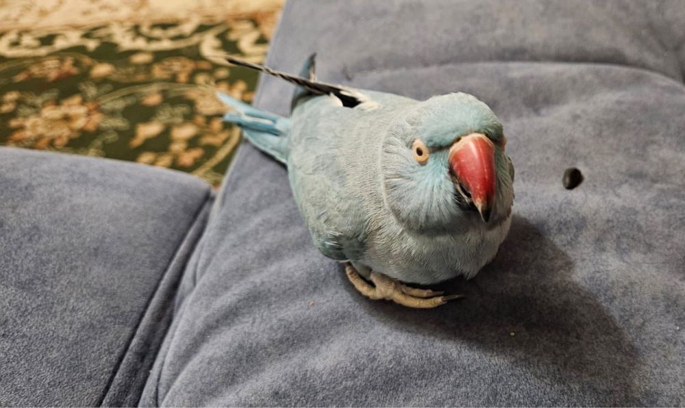 Ожереловый попугай .