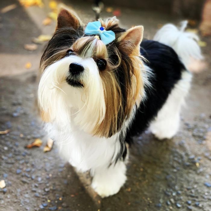 Бивер ищет подругу