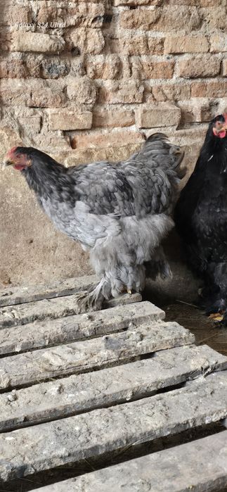 Cocosi cochinchina urias