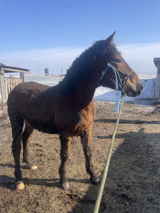 Продам тайчика алтайскай породы