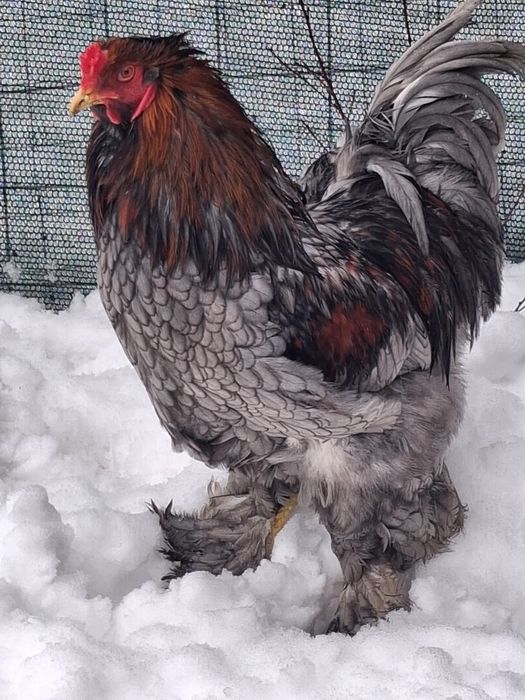 Cocos Brahma de vanzare