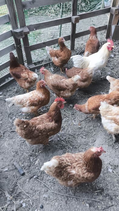 Продам куриц ломан Браун 7 штук
