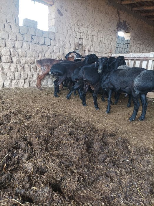 Quchqorla sotiladi semiz qulogʻlari butun